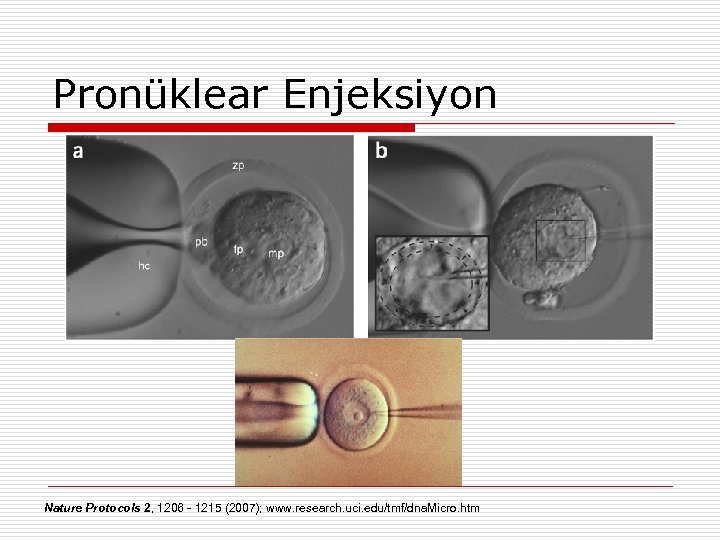 Pronüklear Enjeksiyon Nature Protocols 2, 1206 - 1215 (2007); www. research. uci. edu/tmf/dna. Micro.
