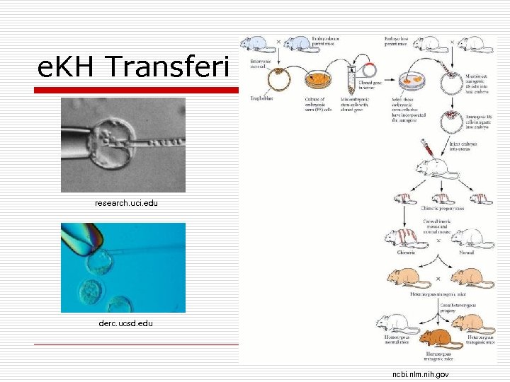 e. KH Transferi research. uci. edu derc. ucsd. edu ncbi. nlm. nih. gov 