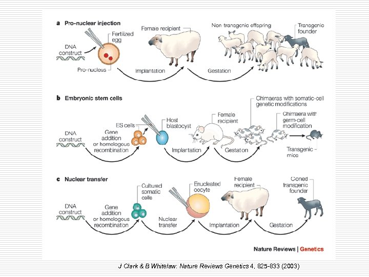 J Clark & B Whitelaw: Nature Reviews Genetics 4, 825 -833 (2003) 