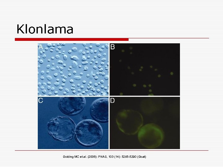 Klonlama Golding MC et al. (2006): PNAS, 103 (14): 5285 -5290 (Goat) 