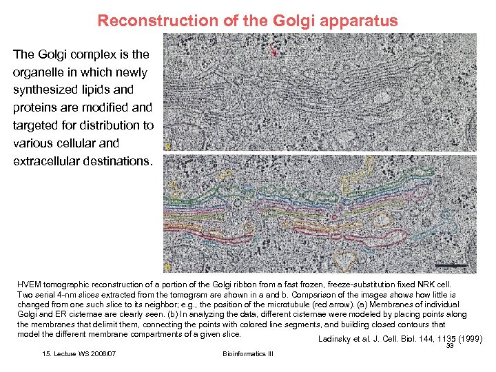 Reconstruction of the Golgi apparatus The Golgi complex is the organelle in which newly