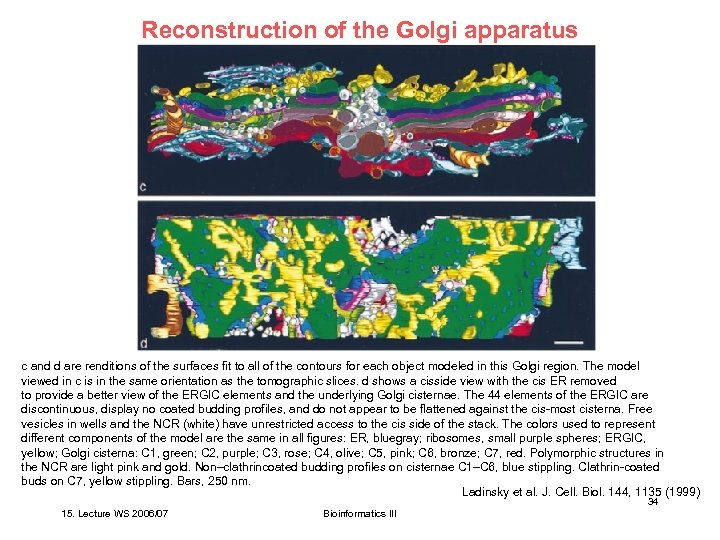 Reconstruction of the Golgi apparatus c and d are renditions of the surfaces fit