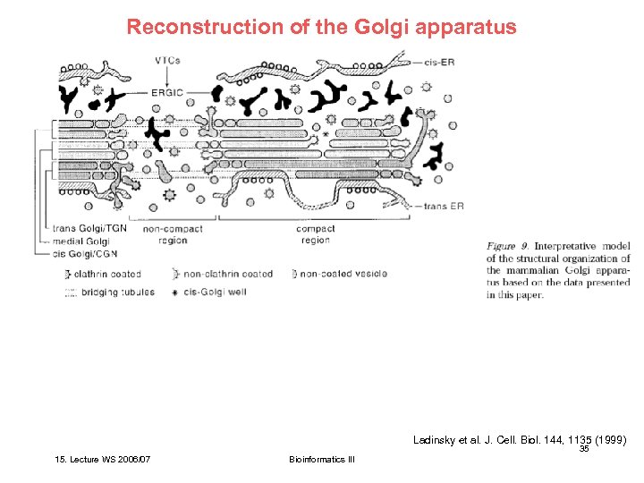 Reconstruction of the Golgi apparatus Ladinsky et al. J. Cell. Biol. 144, 1135 (1999)