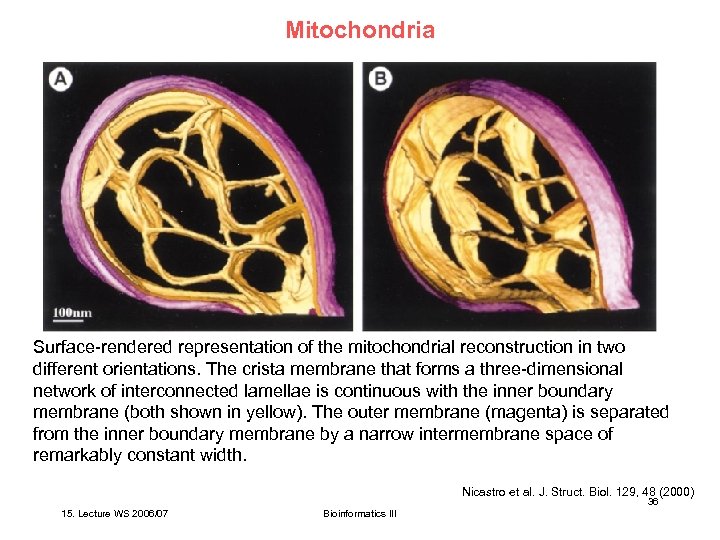 Mitochondria Surface-rendered representation of the mitochondrial reconstruction in two different orientations. The crista membrane