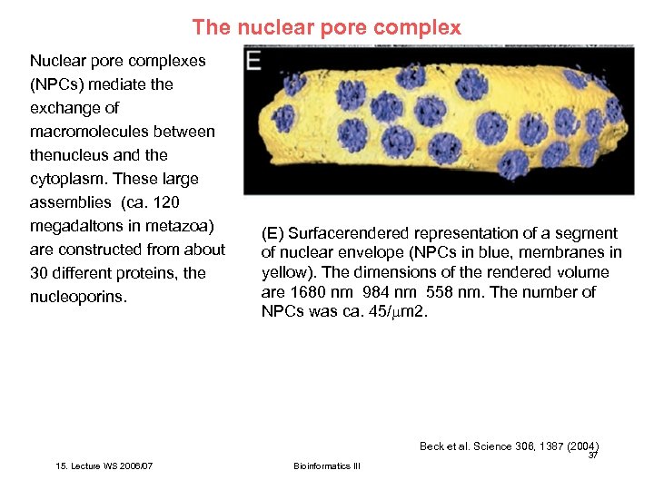 The nuclear pore complex Nuclear pore complexes (NPCs) mediate the exchange of macromolecules between