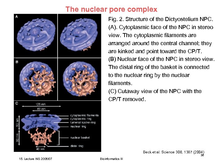 The nuclear pore complex Fig. 2. Structure of the Dictyostelium NPC. (A). Cytoplasmic face