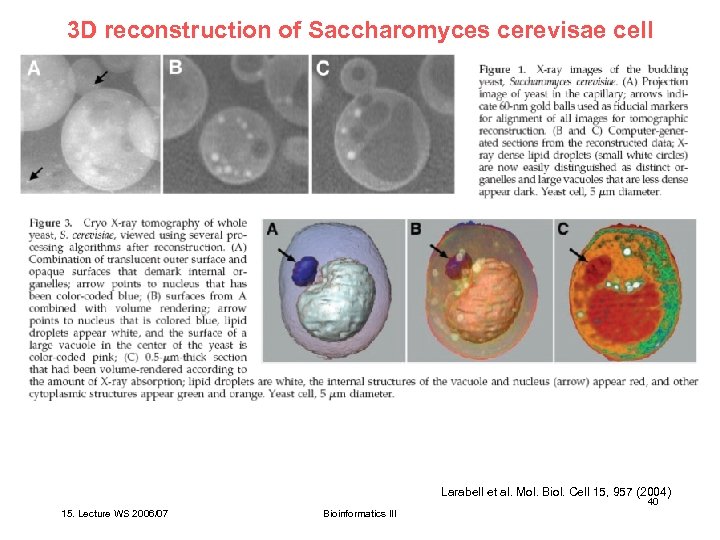 3 D reconstruction of Saccharomyces cerevisae cell Larabell et al. Mol. Biol. Cell 15,