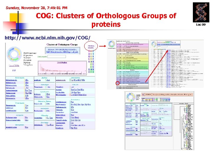 Sunday, November 28, 7: 49: 01 PM COG: Clusters of Orthologous Groups of proteins