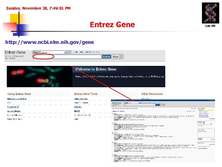 Sunday, November 28, 7: 49: 01 PM Entrez Gene http: //www. ncbi. nlm. nih.