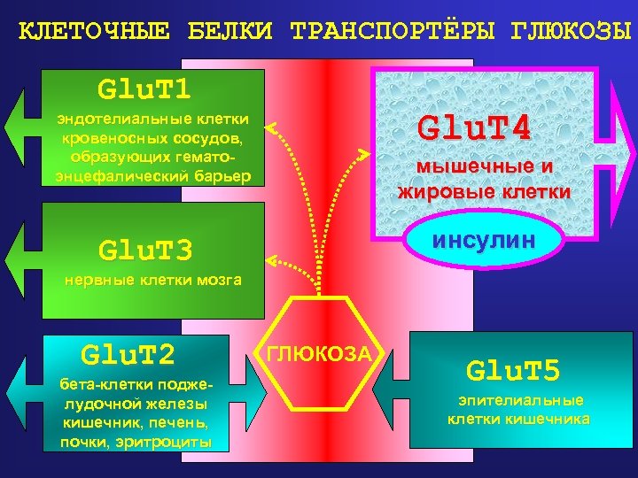 КЛЕТОЧНЫЕ БЕЛКИ ТРАНСПОРТЁРЫ ГЛЮКОЗЫ Glu. T 1 Glu. T 4 эндотелиальные клетки кровеносных сосудов,
