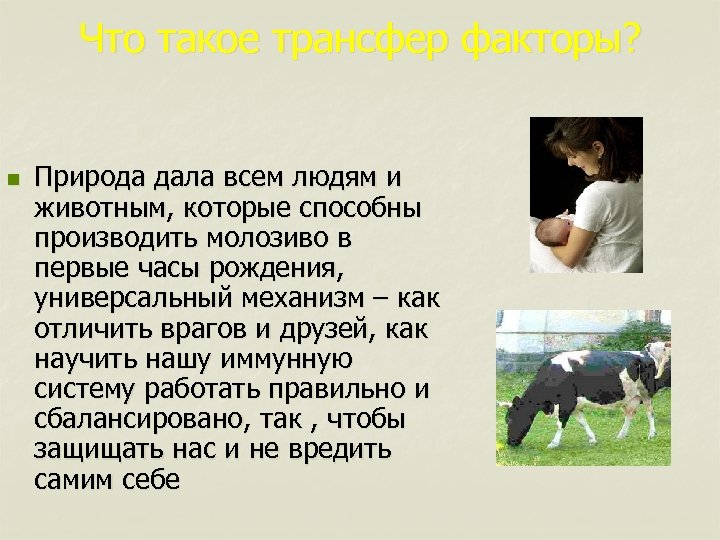 Что такое трансфер факторы? n Природа дала всем людям и животным, которые способны производить