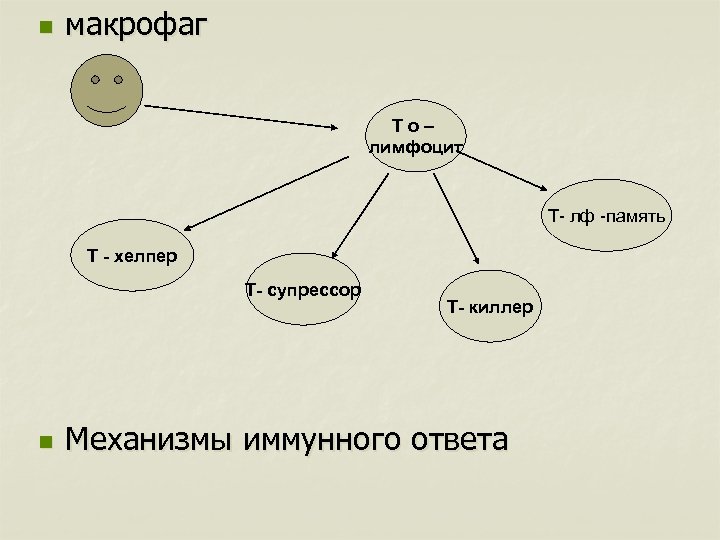 n макрофаг Т –ס лимфоцит Т- лф -память Т - хелпер Т- супрессор n