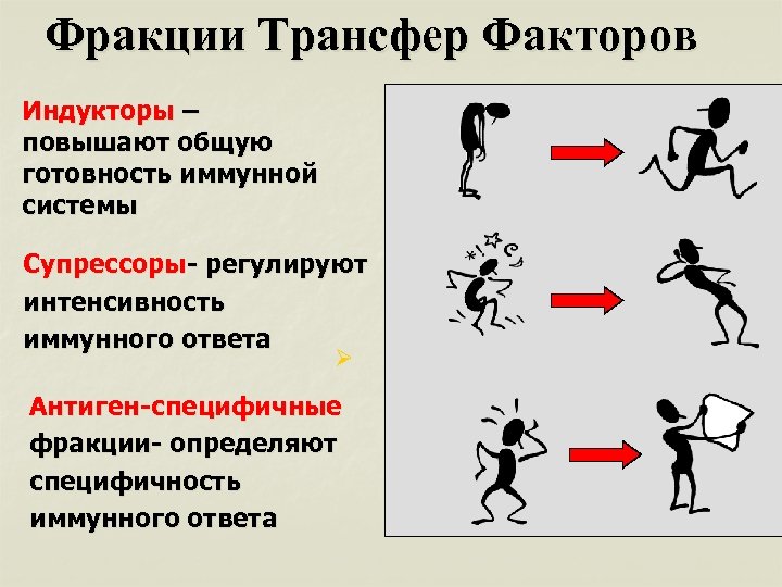 Фракции Трансфер Факторов Индукторы – повышают общую готовность иммунной системы Супрессоры- регулируют интенсивность иммунного