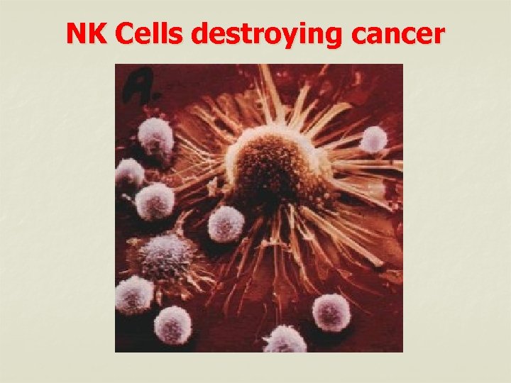 NK Cells destroying cancer 