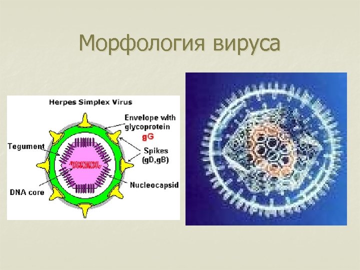 Морфология вируса 