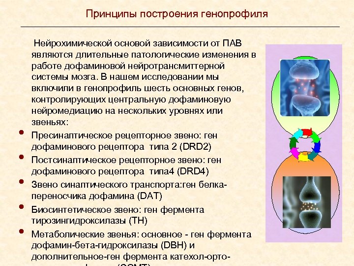 Принципы построения генопрофиля • • • Нейрохимической основой зависимости от ПАВ являются длительные патологические