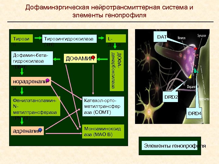 Дофаминэргическая нейротрансмиттерная система и элементы генопрофиля Тирози н Тирозингидроксилаза (ТН) норадренали н ДОФАМИН DAT