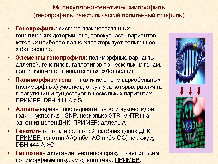 Молекулярно-генетическийпрофиль (генопрофиль, генотипический полигенный профиль) • • • Генопрофиль: система взаимосвязанных генетических детерминант, совокупность