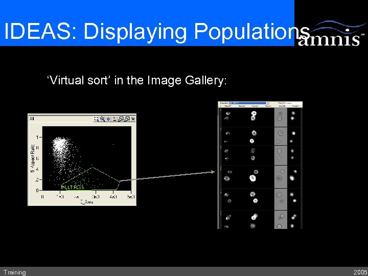 IDEAS: Displaying Populations ‘Virtual sort’ in the Image Gallery: Training 2005 