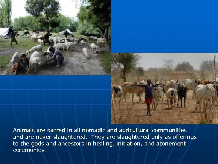 Animals are sacred in all nomadic and agricultural communities and are never slaughtered. They