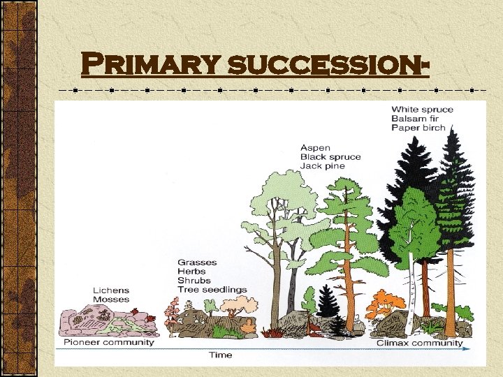 Primary succession- 