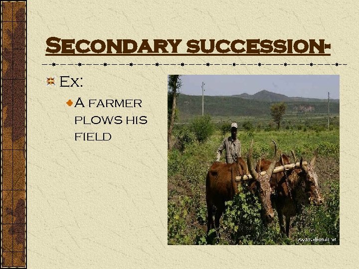 Secondary succession. Ex: A farmer plows his field 