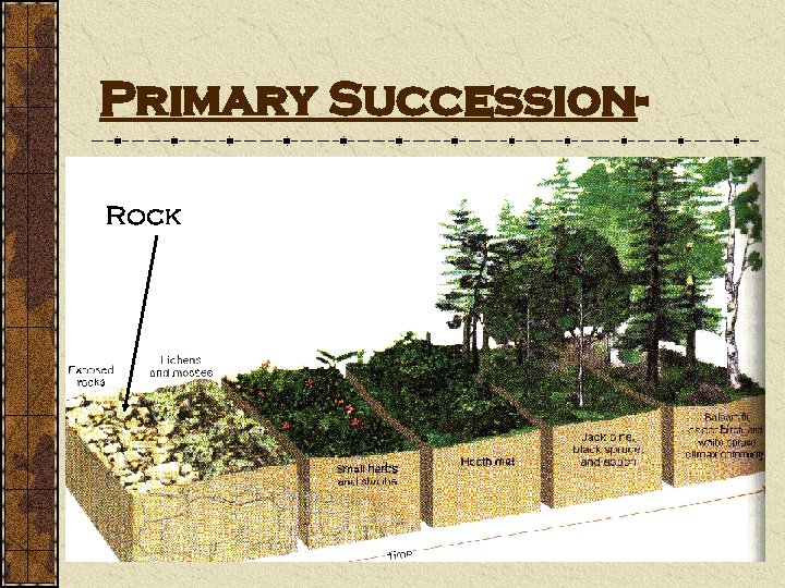 Primary Succession- Rock 