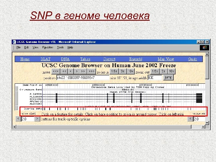 SNP в геноме человека 