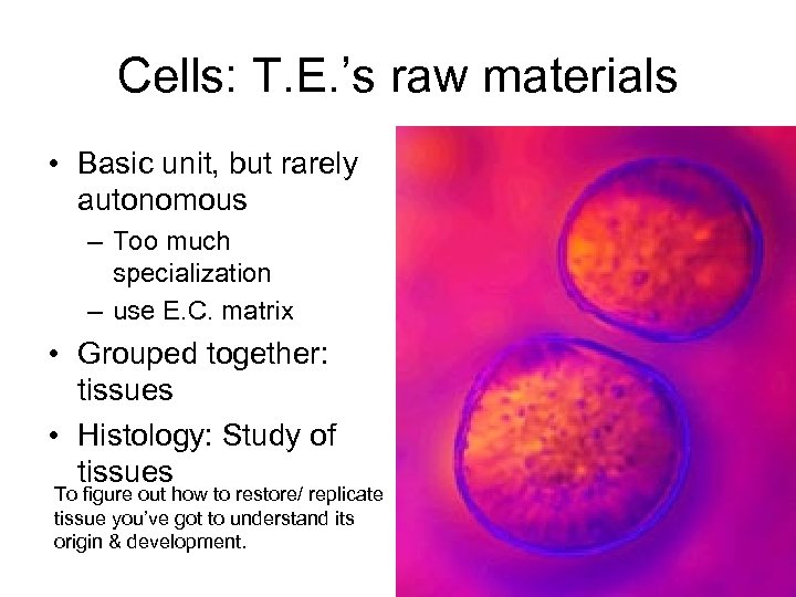 Cells: T. E. ’s raw materials • Basic unit, but rarely autonomous – Too