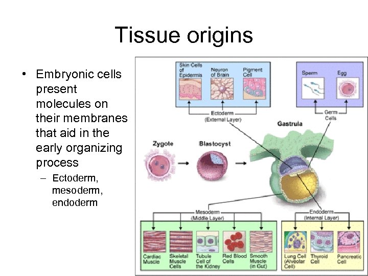 Tissue origins • Embryonic cells present molecules on their membranes that aid in the