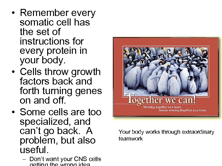  • Remember every somatic cell has the set of instructions for every protein