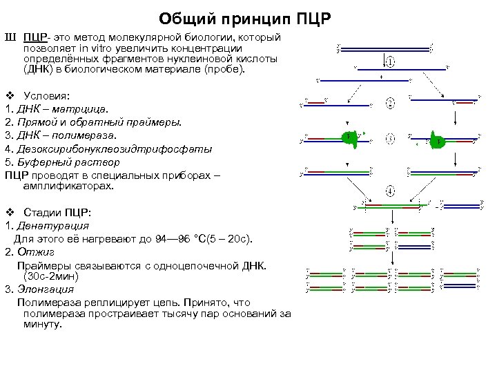 Общий принцип ПЦР Ш ПЦР- это метод молекулярной биологии, который позволяет in vitro увеличить