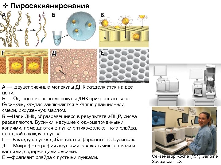 v Пиросеквенирование А — двуцепочечные молекулы ДНК разделяются на две цепи. Б — Одноцепочечные