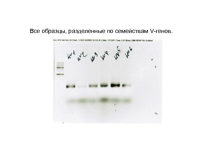 Все образцы, разделенные по семействам V-генов. 