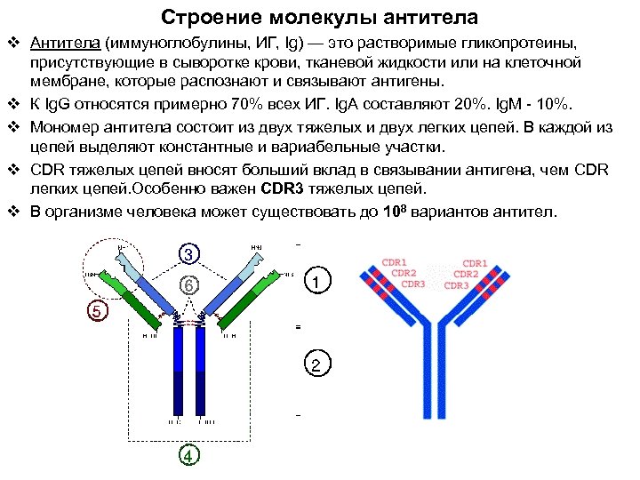 Строение молекулы антитела v Антитела (иммуноглобулины, ИГ, Ig) — это растворимые гликопротеины, присутствующие в