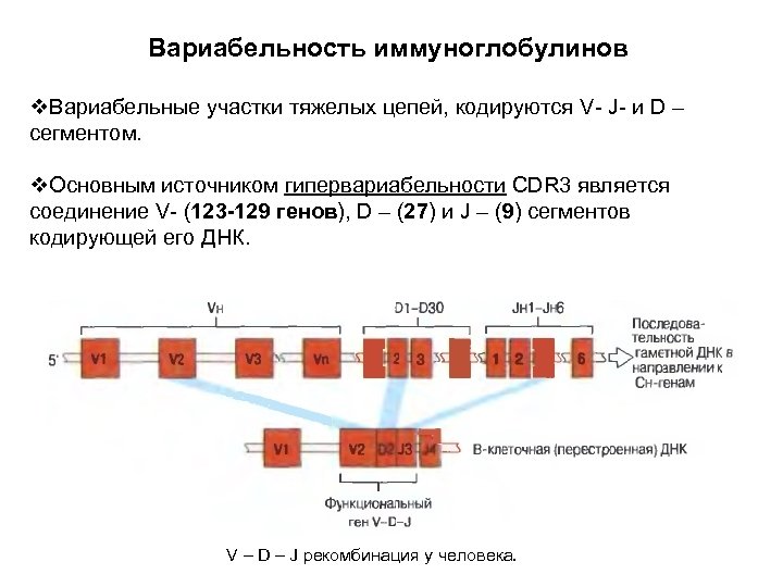 Вариабельность иммуноглобулинов v. Вариабельные участки тяжелых цепей, кодируются V- J- и D – сегментом.