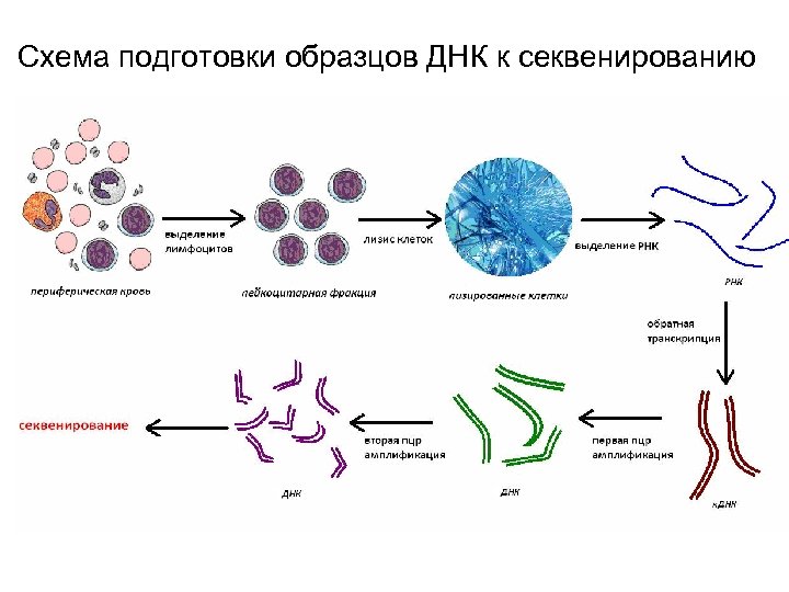 Схема подготовки образцов ДНК к секвенированию 