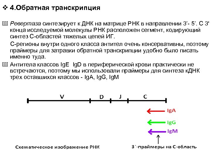 v 4. Обратная транскрипция Ш Ревертаза синтезирует к ДНК на матрице РНК в направлении