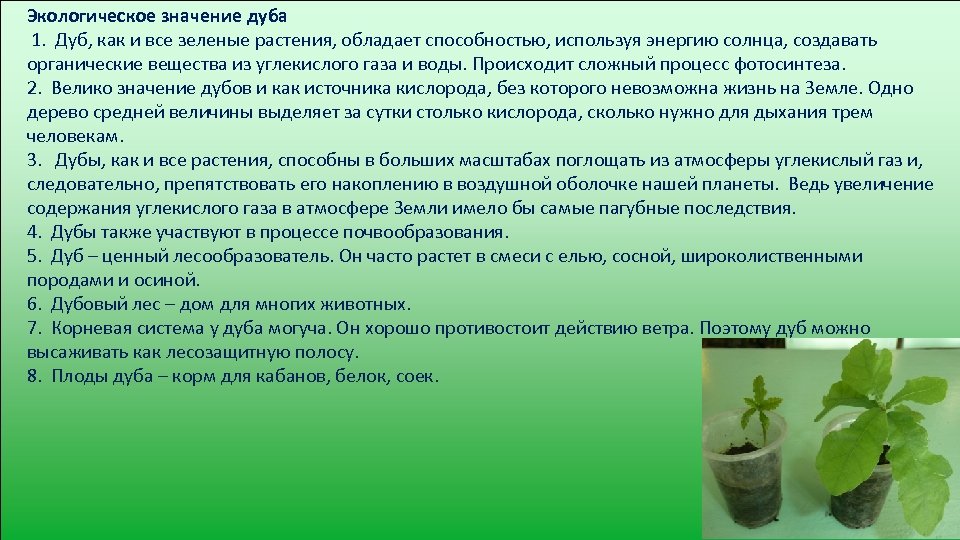 Окружающее значить. Дуб значение для человека. Значение дуба в природе и в жизни человека. Дерево дуб значение для человека. Значение дуба в природе.