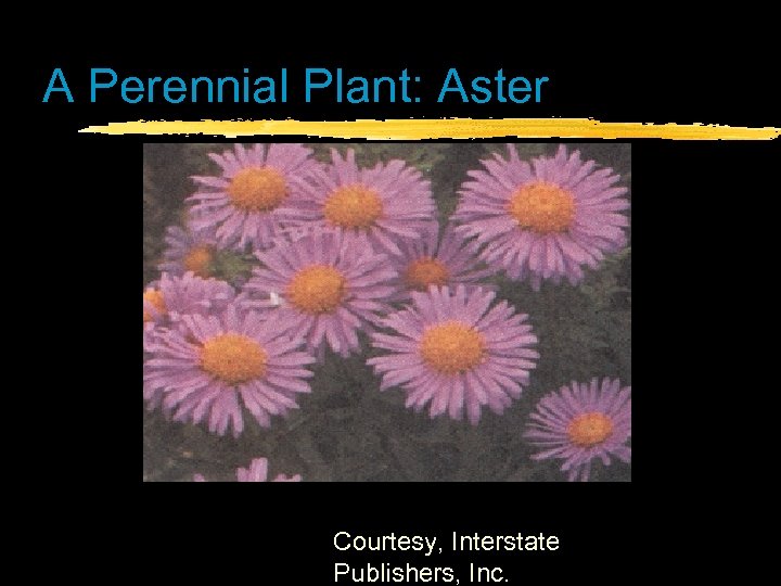 A Perennial Plant: Aster Courtesy, Interstate Publishers, Inc. 