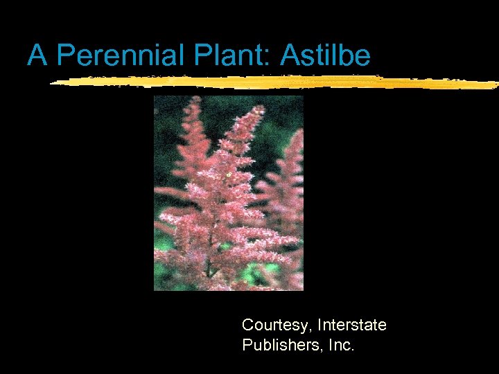 A Perennial Plant: Astilbe Courtesy, Interstate Publishers, Inc. 