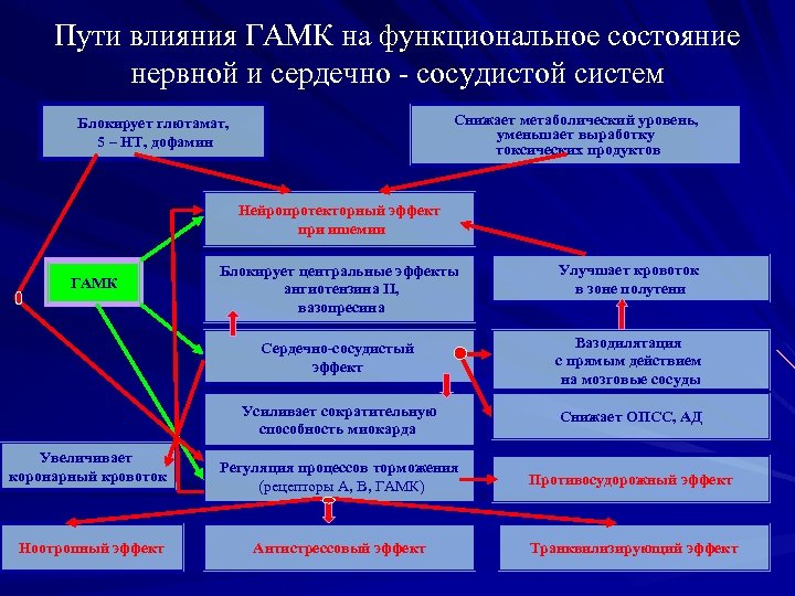 Пути влияния ГАМК на функциональное состояние нервной и сердечно - сосудистой систем Снижает метаболический