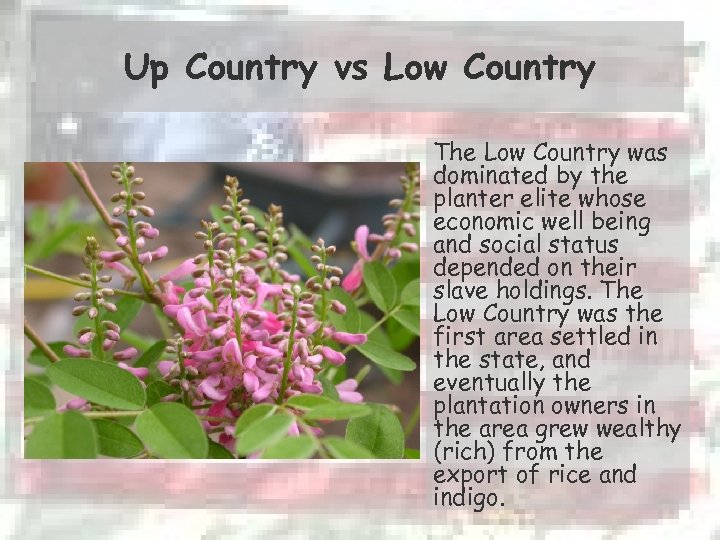 Up Country vs Low Country The Low Country was dominated by the planter elite
