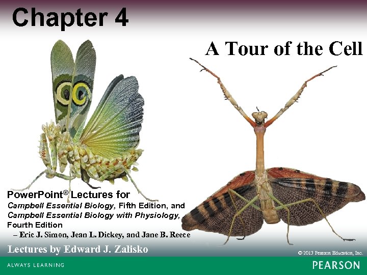Chapter 4 A Tour of the Cell Power. Point® Lectures for Campbell Essential Biology,