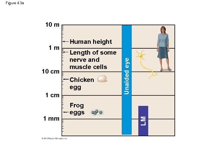 Figure 4. 3 a 10 m Chicken egg 1 cm 1 mm Frog eggs