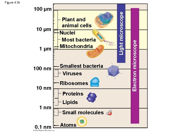10 µm 100 nm 1 nm 0. 1 nm Plant and animal cells Nuclei