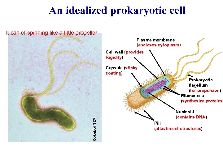 An idealized prokaryotic cell It can of spinning like a little propeller Plasma membrane