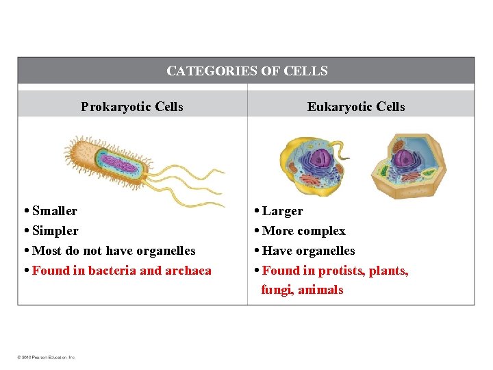 CATEGORIES OF CELLS Prokaryotic Cells • Smaller • Simpler • Most do not have