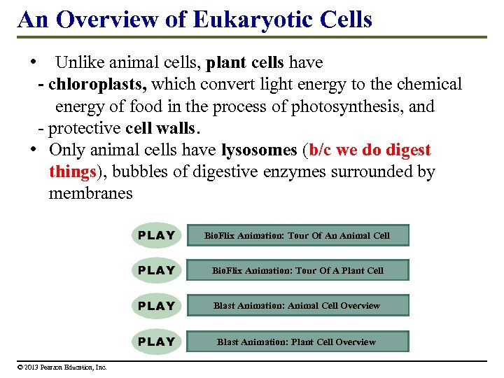 An Overview of Eukaryotic Cells • Unlike animal cells, plant cells have - chloroplasts,