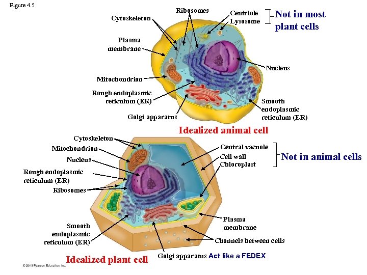 Figure 4. 5 Cytoskeleton Ribosomes Not in most plant cells Centriole Lysosome Plasma membrane